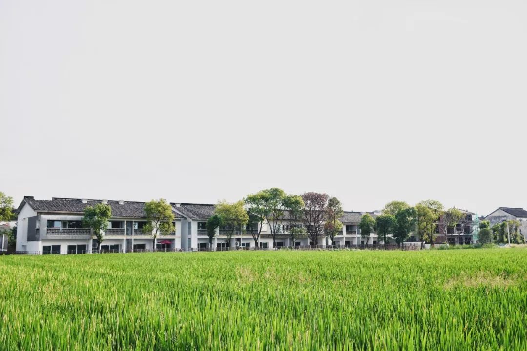 们把魔都边的空心村变成理想村,晴耕雨读,身土