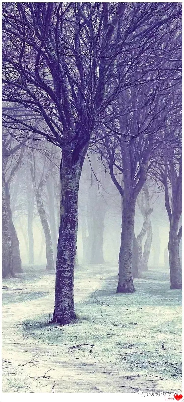 梦境的启示，从一棵树的花开花落到人生的无常与美丽