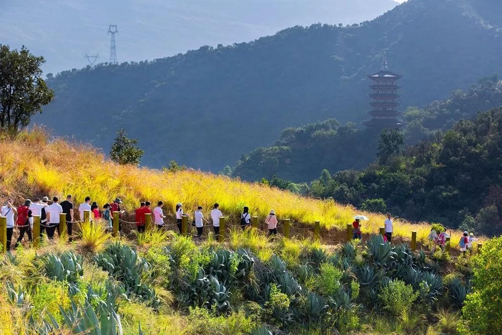 攀枝花市东区经济总量_攀枝花市东区人民法院