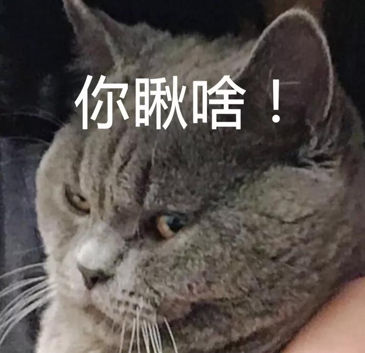 小母猫内衣_小母猫(3)