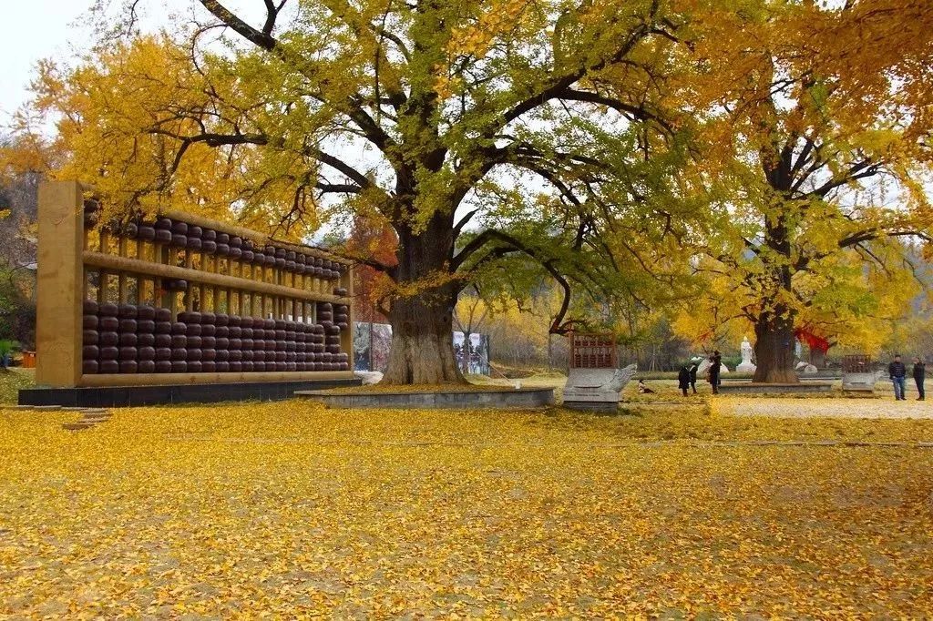 千年银杏谷位于中国古银杏之乡曾都区 绵延12公里,区内古银杏树连成片