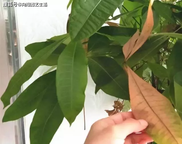 绿叶子的功效 05de786fa99f48539e727e1aac3ac62e.png