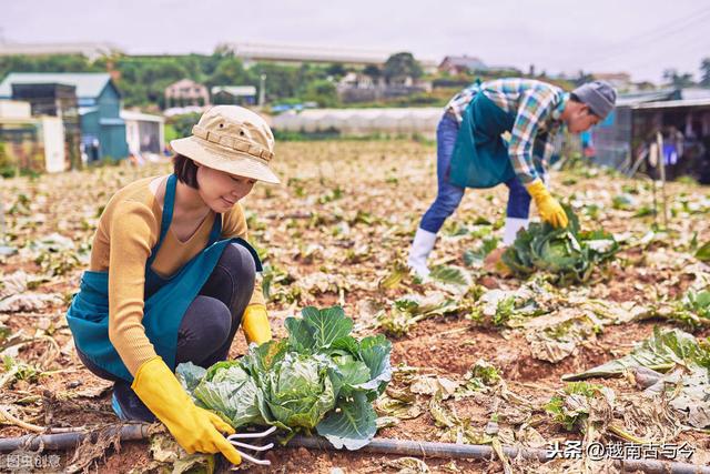 越南常住外国人口数量_越南人口年龄结构(3)