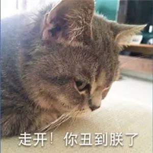 可爱卖萌猫咪表情包:走开!你丑到朕了