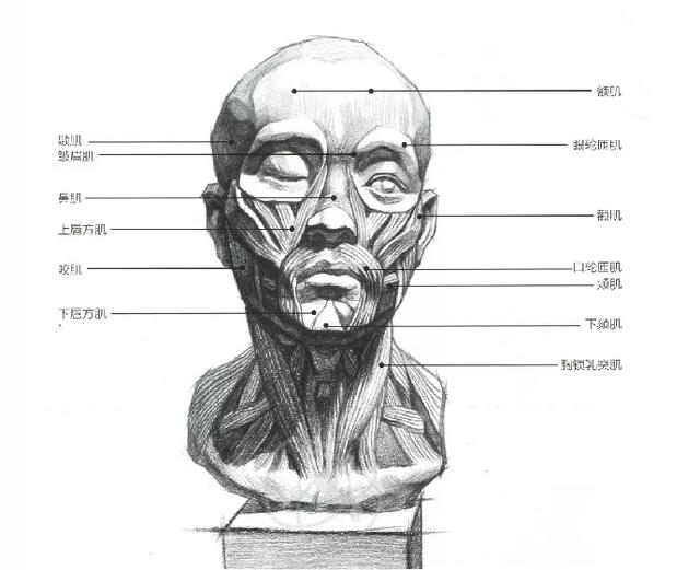 美术生联考冲刺丨素描男女脸部肌肉刻画解析和范画欣赏