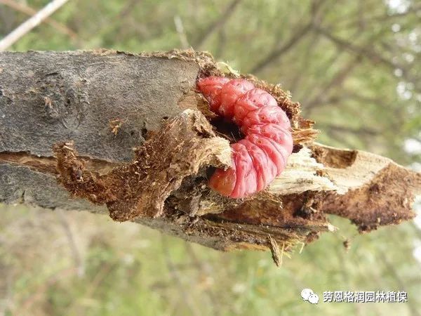 桃蛀螟等等在受害植株的皮缝,翘皮,树木疤痕或剪锯口处越冬;梨星毛虫