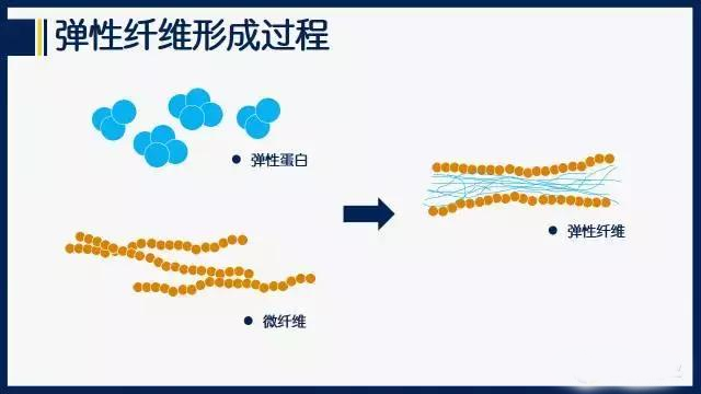 什么是弹性蛋白肽?