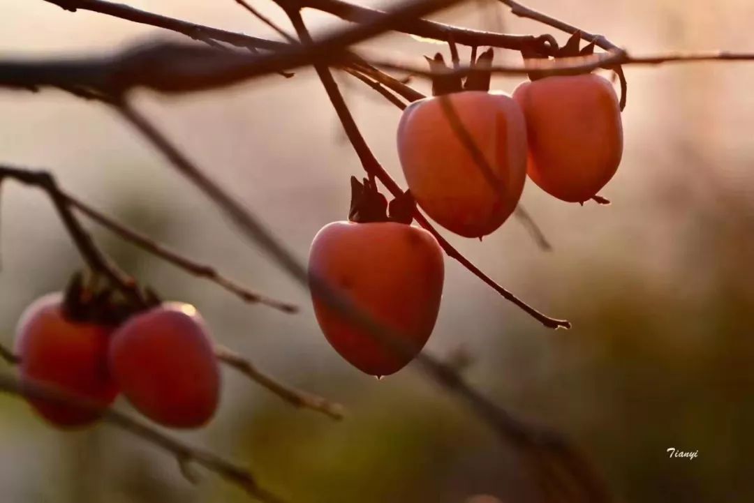 柿柿如意文案诗句 6482da7f60fa4ff29d12a46a98d64733.jpeg