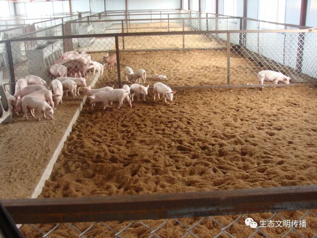 (二)利用em菌发酵床养猪的生态经济效益