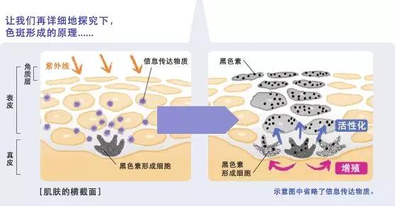 新强中药袪斑什么原理_袋装中药图片