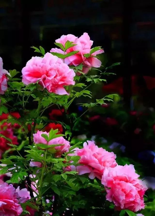 8536466a94ca456ebb4a1848c6270425.jpeg