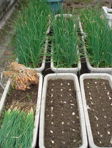 阳台种什么蔬菜最好最旺 85c36d67df854460ad94d3b4421ef753.jpeg