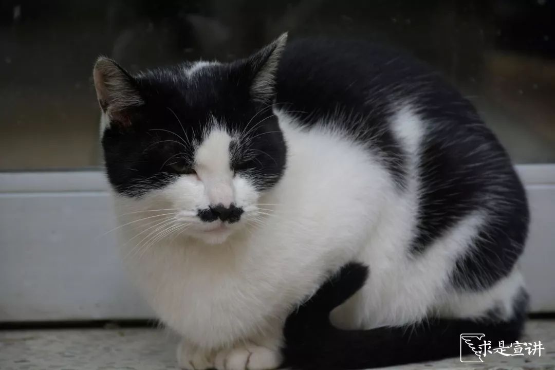 小猫"希特勒"秦望山上,百年的韵律与节奏,带给我们一种时空交错般的