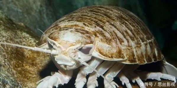 神秘的10大深海生物，长相都很奇特，网友：这世界真奇妙