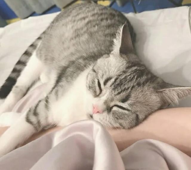 怎么才能让小猫咪把你当妈妈 9841a34860944aaf914b52f87fdeb7af.jpeg