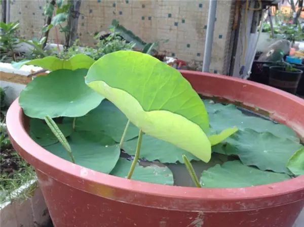 藕怎么种植才会开花 99e24b344da243efa5bc026eace472c7.jpeg