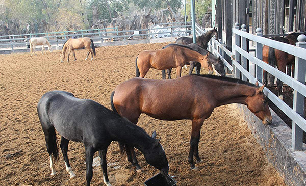 一匹马和1000猜一成语_木猜一成语疯狂看图(3)