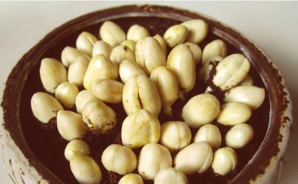 怎么种花生发芽快 dd1877c5a4a94af9935caf79b5bcf58b.jpeg