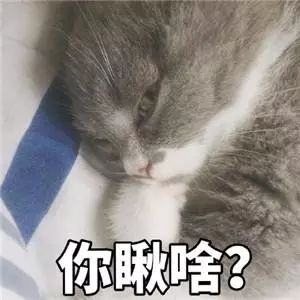 可爱卖萌猫咪表情包:走开!你丑到朕了