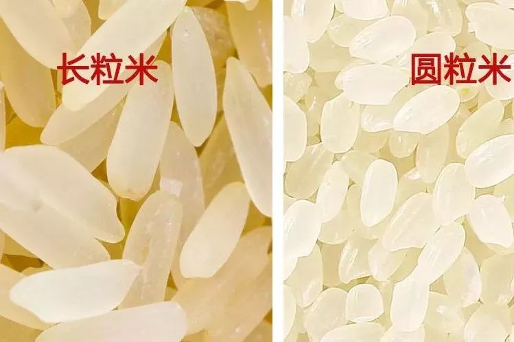 买大米时,长粒米和圆粒米到底有啥区别