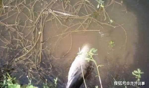 鱼多久喂一回 f81ff5ae5d594b2d87fa1719e2929067.jpeg