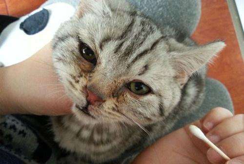 猫疱疹病毒阳性什么意思