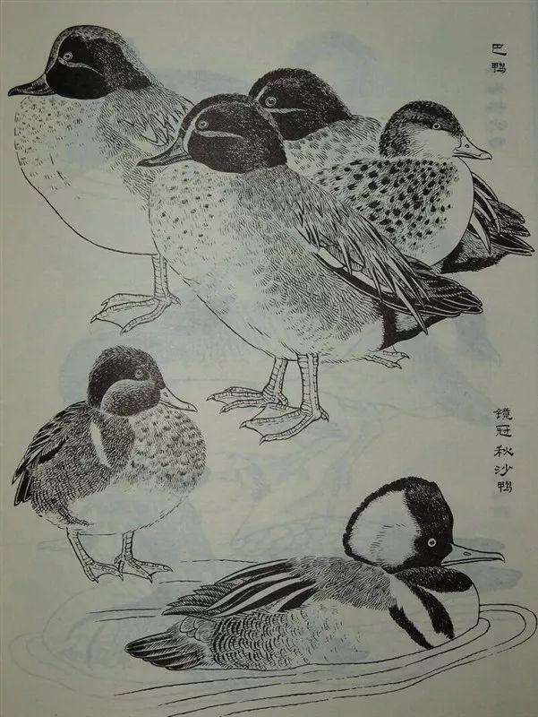 素材白描禽鸟类画谱100幅