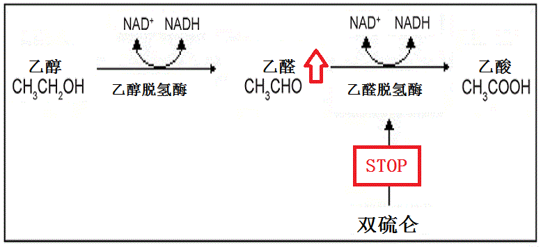 吃头孢后喝酒能引起双硫仑样反应那正牌的双硫仑反应长啥样