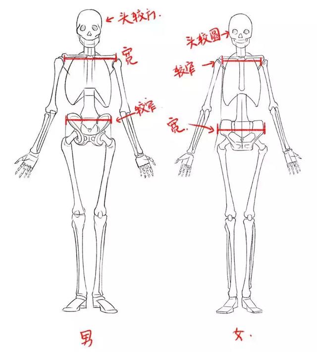 绘画男女骨骼差异 1.