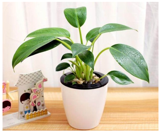 绿萝用什么盆子最好 131ed69365bb4ccd93db56073ad073a2.png