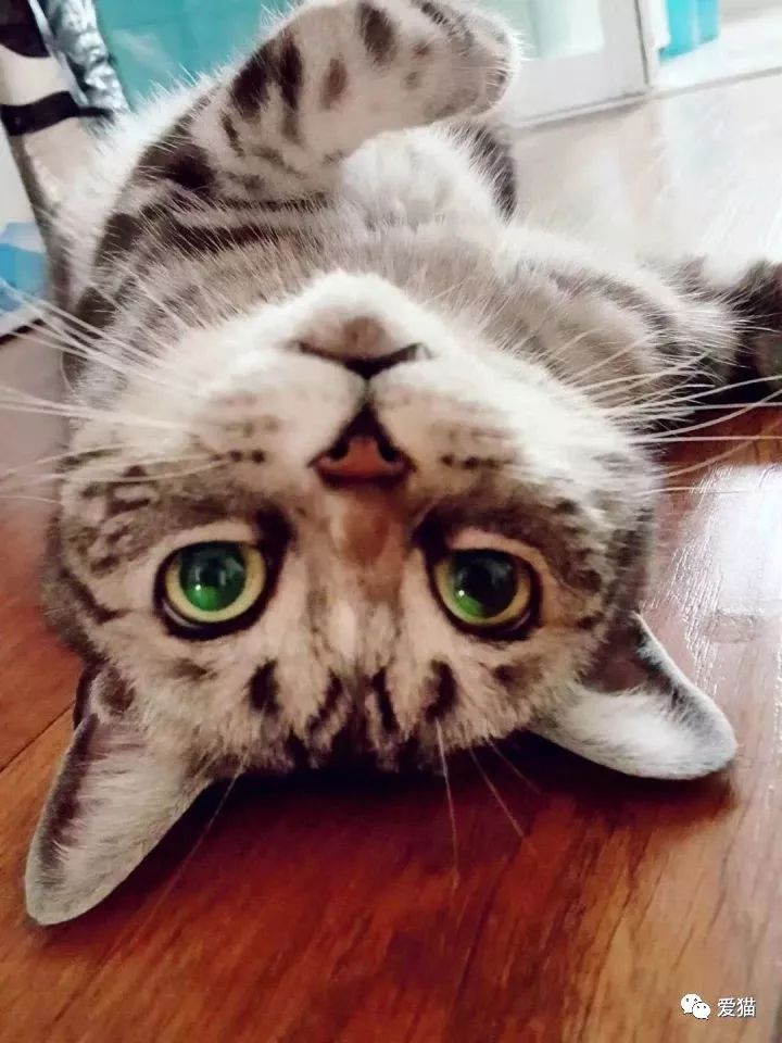 猫咪救人视频 1c19e3211da54bc1b5d990b62cb9bfcb.jpeg