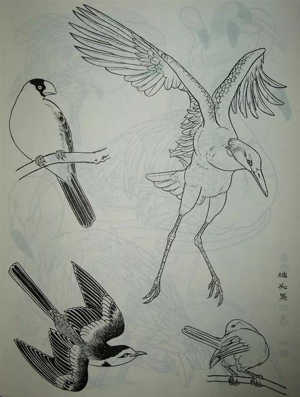 素材白描禽鸟类画谱100幅