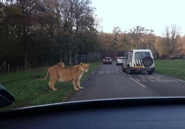 徒步追汽车猜成语_看图猜成语