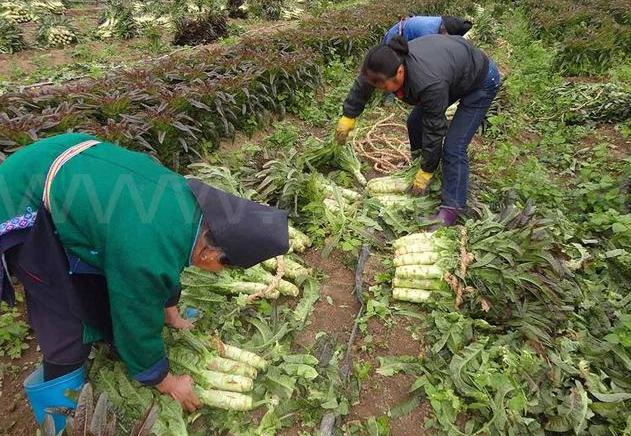 什么时候种植莴笋 4c0cbfca618e47988b8c3c23b25accfb.jpeg