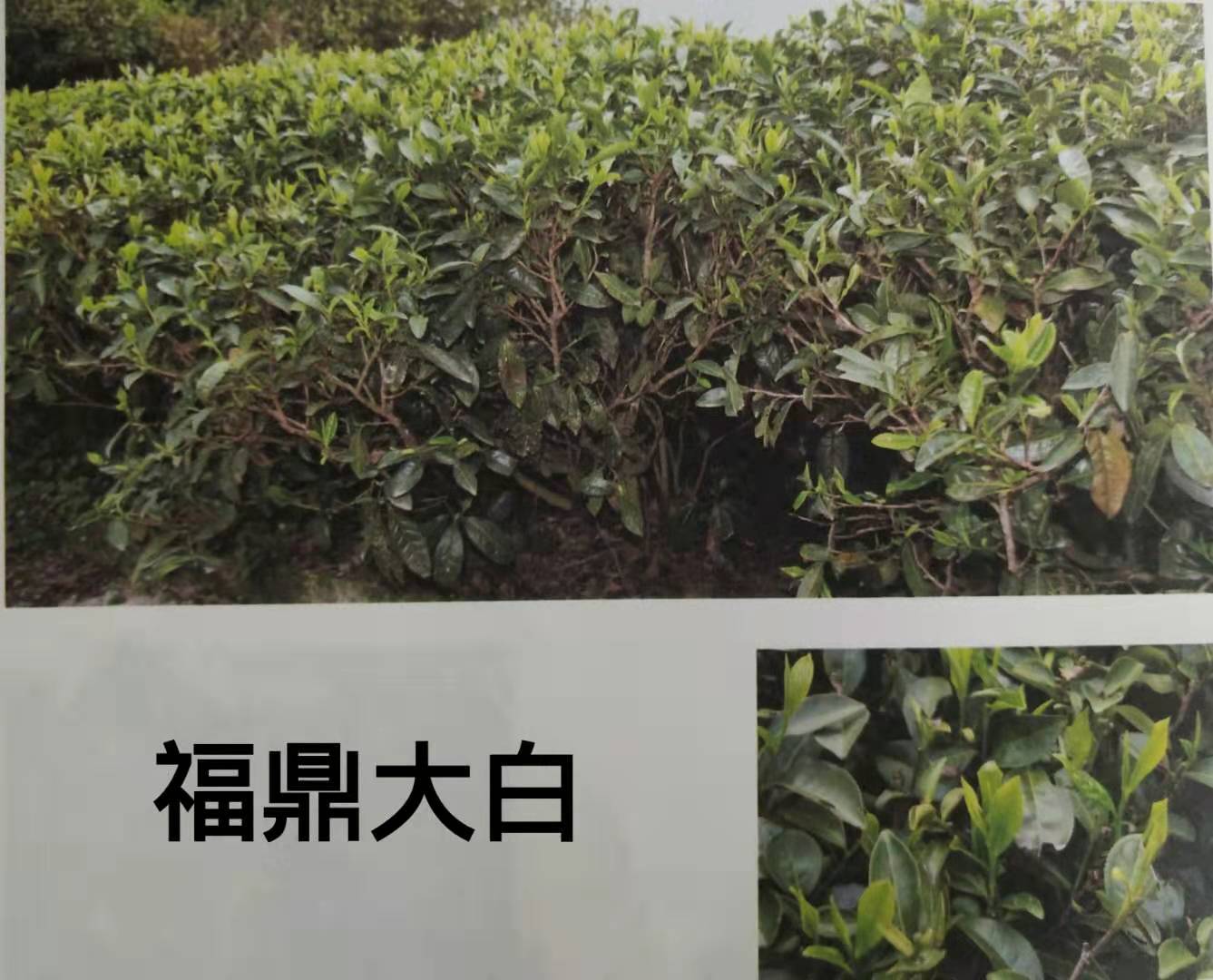 如何分辨 福鼎白茶 与 政和白茶 谁才是优质白茶?