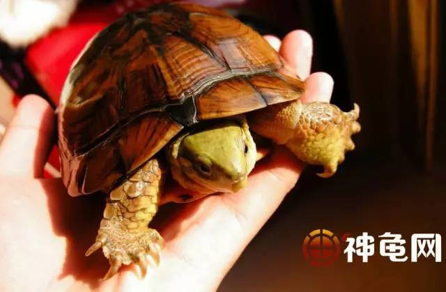 冬天怎么养龟 61fa53c9558f4f8aa8a169a1bc1bc1f9.jpeg