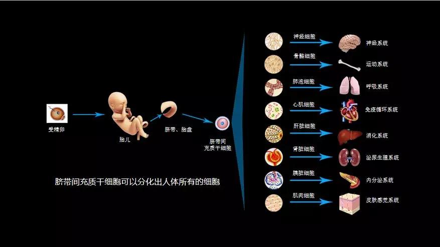 间充质干细胞再生医学中器官修复的种子细胞