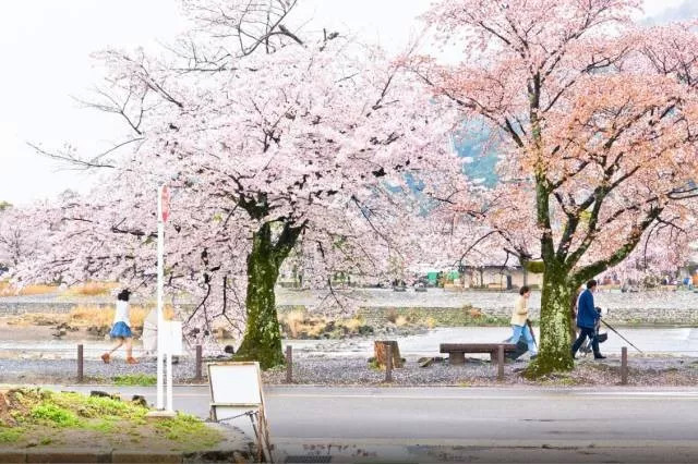 日本东京街头樱花 6eecdf65a42c4b03a211d6c6b26f5d8d.jpeg