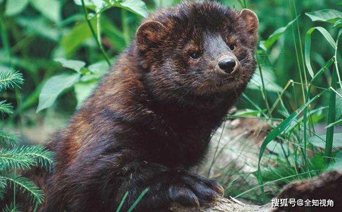 原创动物界战斗民族小巧的鼬树栖的貂强壮的獾水生的獭