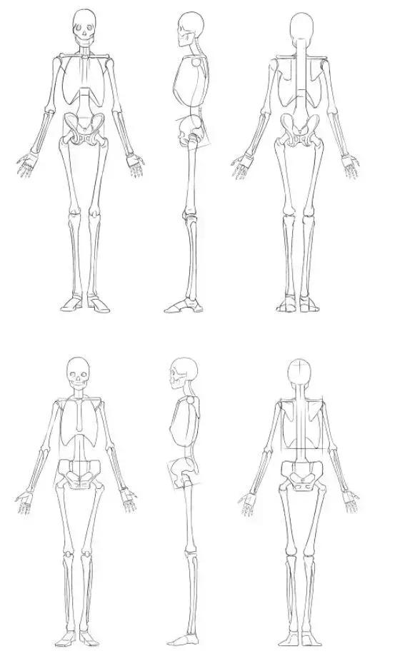 怎么去注意骨骼的画法?该怎么画?