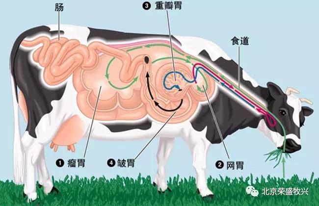 牛消化道的构造特点北京荣盛牧兴饲料养殖技术服务