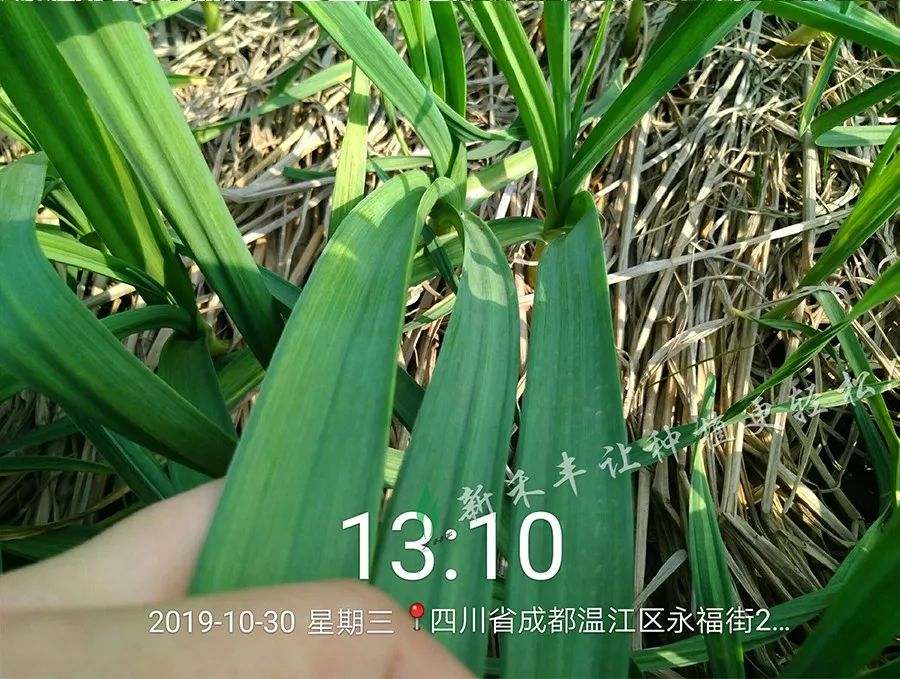 怎么能让大蒜长得壮 a117eebb97b5433c8bf0d0e016f6215d.jpeg