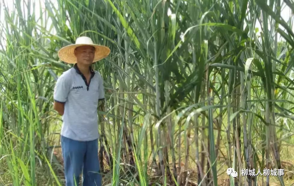 【上级媒体看柳城】《柳州日报》头版点赞卢文祥~_甘蔗