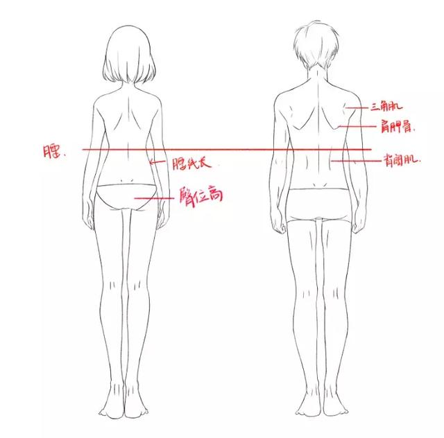 身体曲线:女生的身体比较柔软,呈s形,男生的脊椎也有弧度,但是由于