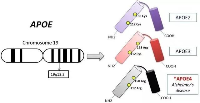 什么是基因编码 ad19e0e60e414f28b837788947c2a6a1.jpeg