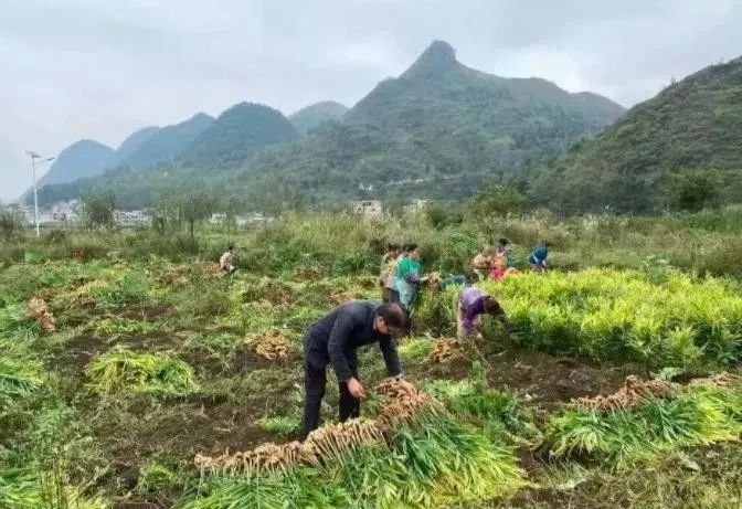 纳雍县城有多少人口