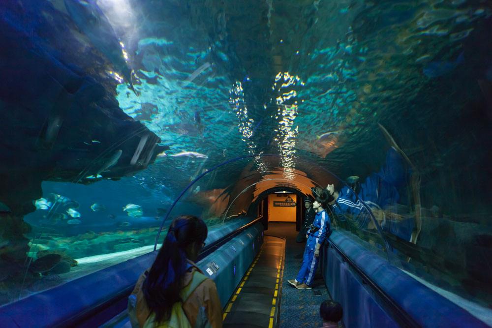原创全球超好玩的三大水族馆:其中一个在我们中国,有空带孩子去玩吧