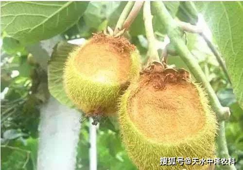 树是怎么吸收水分的 c4e516ed1ddc4006aefde42e031e60f4.jpeg