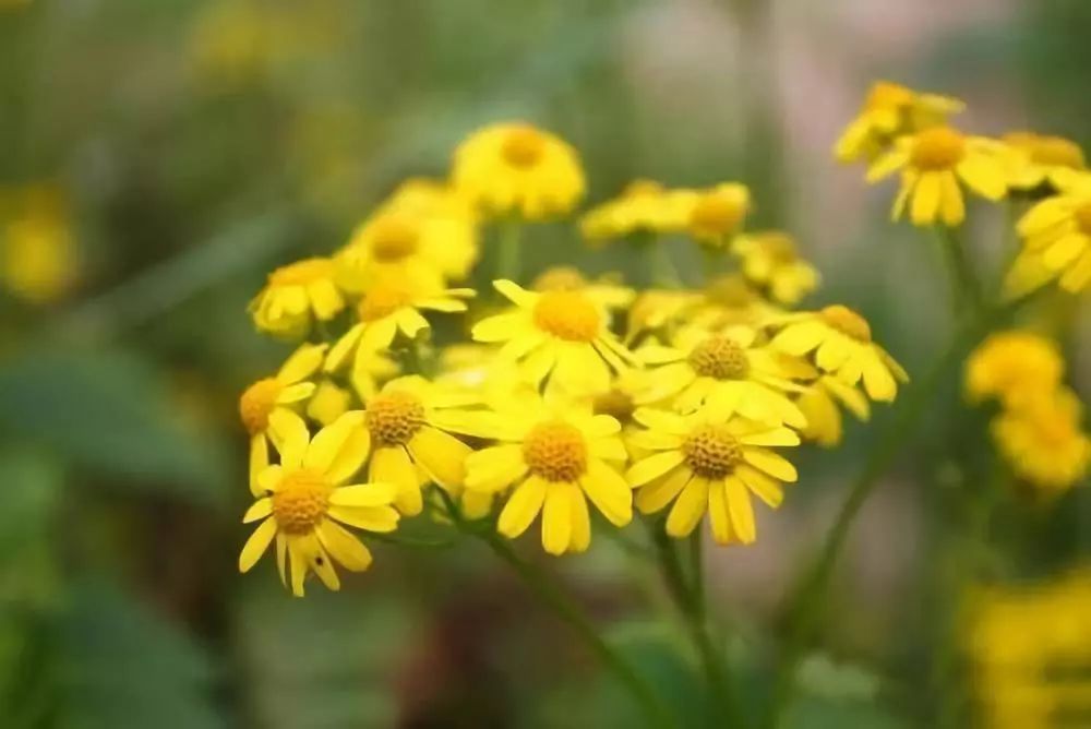 野菊花简谱_林志颖野菊花简谱(2)