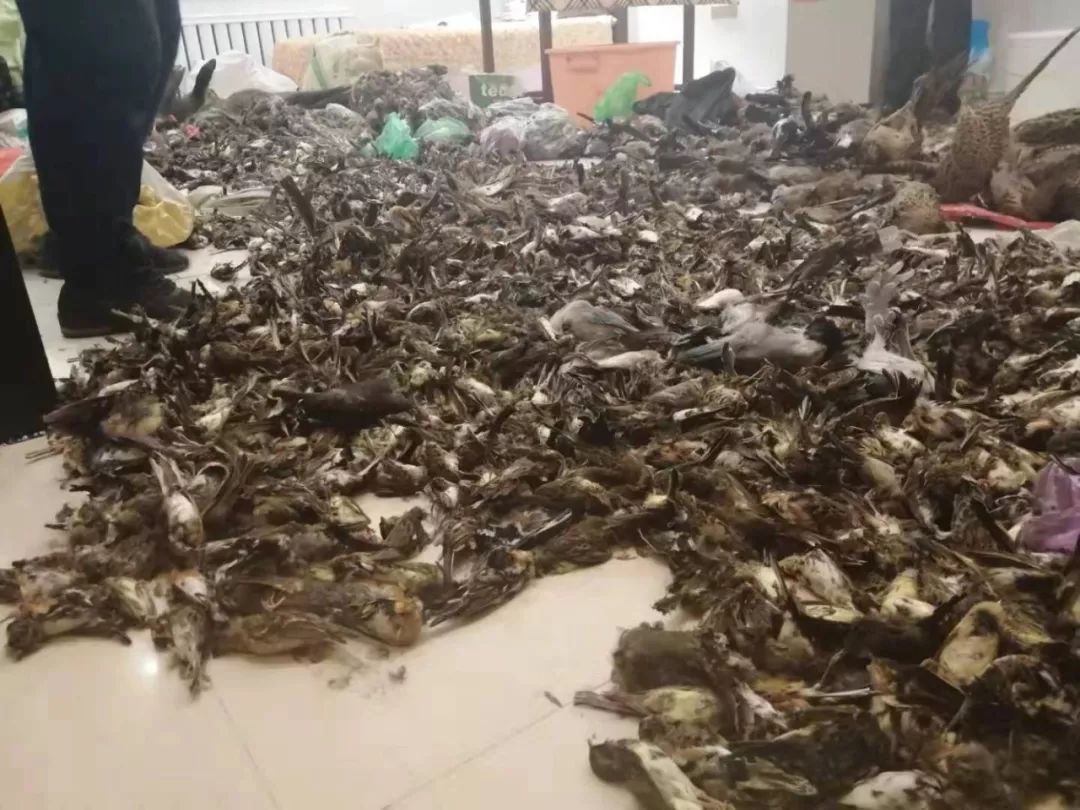 特产店现7000余只野生动物死尸，谁在买卖谁在杀害｜新京报快评
